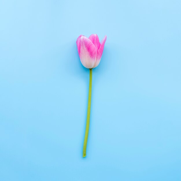 Pink tender tulip on stem