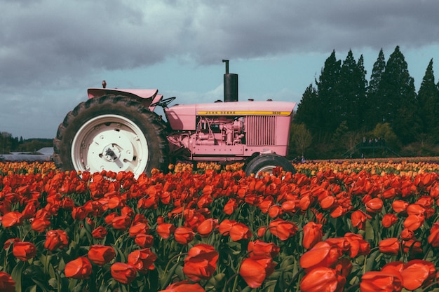 Pink tractor in a field full of beautiful colorful tulips