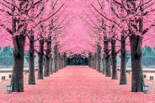 Pink tree,Nami Island in Korea