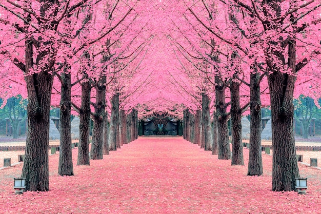 Розовое дерево, остров Нами в Корее