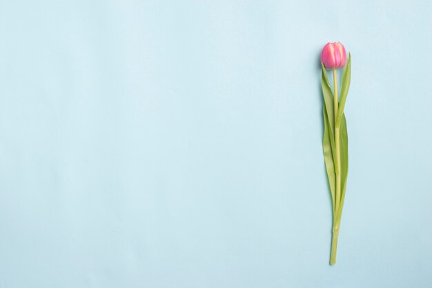 Pink tulip on blue