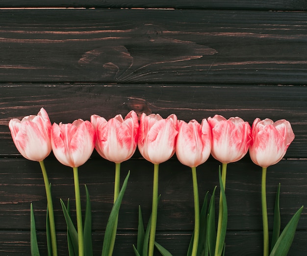 Pink tulip flowers scattered on table