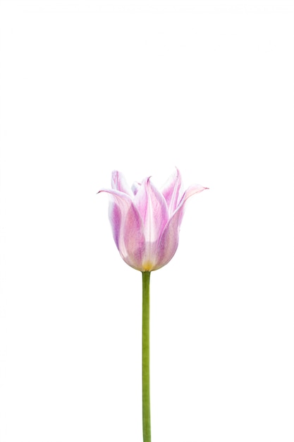 Pink tulip isolated on a white background