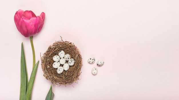 Pink tulip with quail eggs in nest