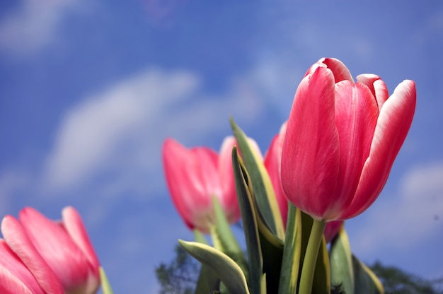 Free photo pink tulip