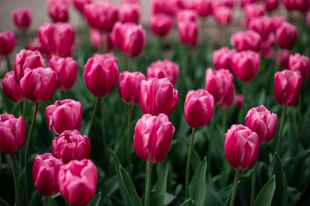 Free photo pink tulips blooming in a field