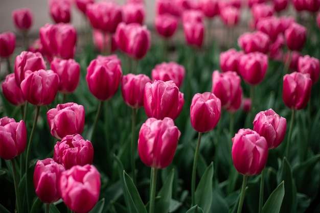 Tulipani rosa in fiore in un campo