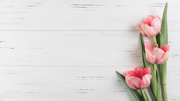 Pink tulips on white wooden textured backdrop