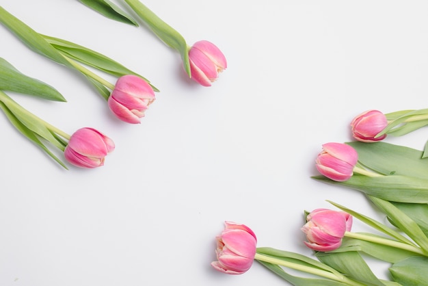 Free photo pink tulips on white