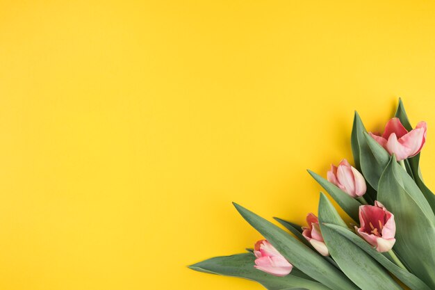 Розовые тюльпаны на желтом фоне