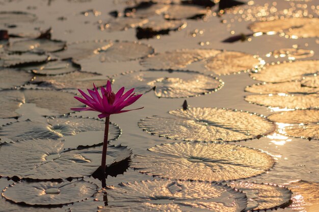 Pink Water Lillie's in Thailand