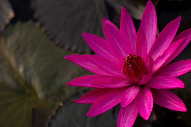 Pink Water Lily in Thailand