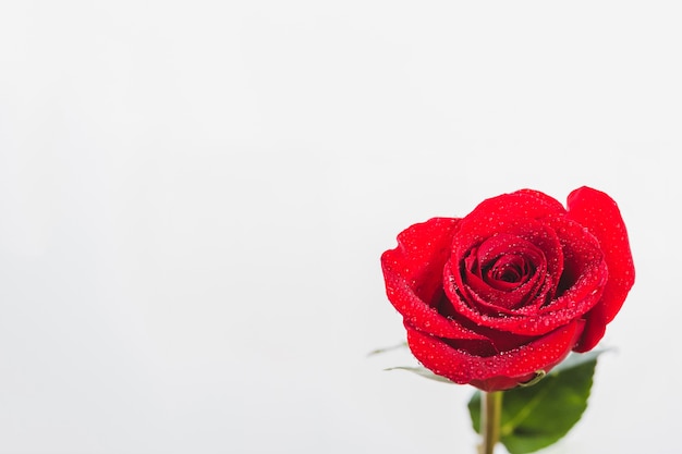 Pink on a white background