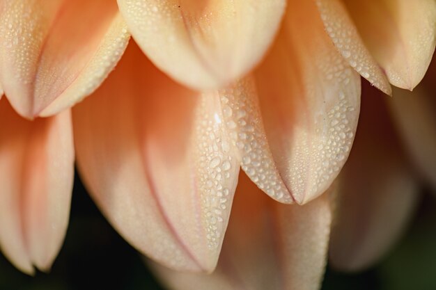 Pink and white flower in macro