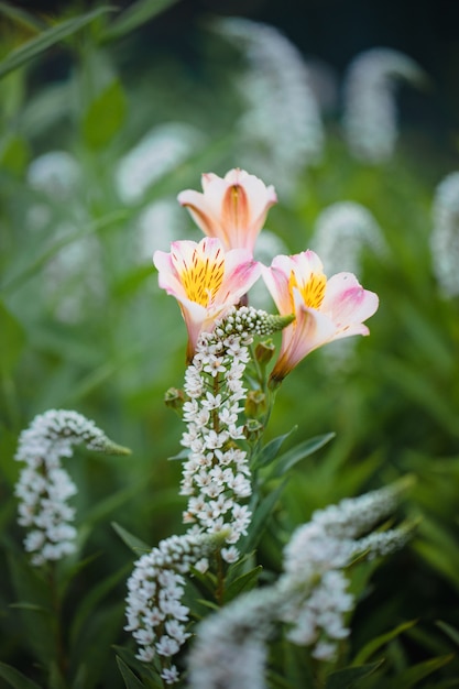 Pink and white flower in tilt shift lens