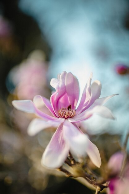 틸트 시프트 렌즈에 분홍색과 흰색 꽃