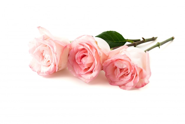 Free photo pink and white rose