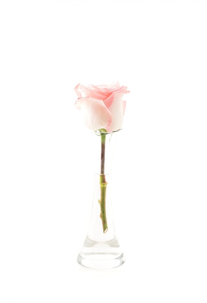 Free Photo pink and white rose