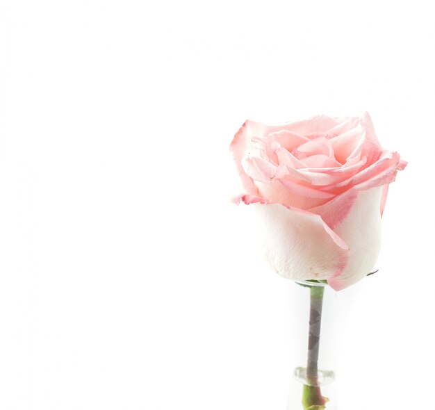 분홍색과 흰색 장미