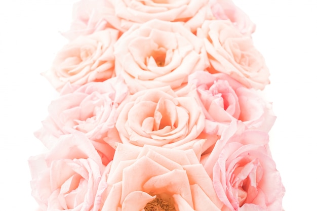 Free photo pink and white rose