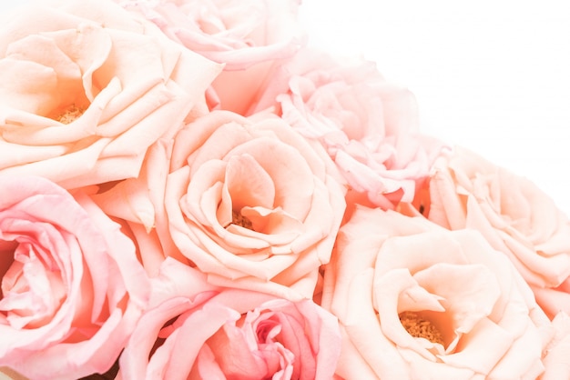 ピンクと白のバラ