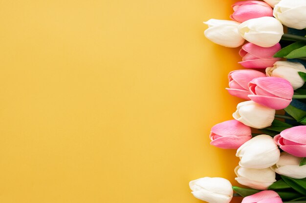 Pink and white tulips on yellow background 