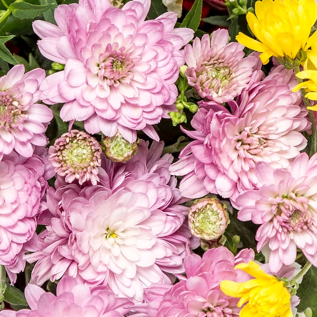 Pink and yellow flowers with green leaves