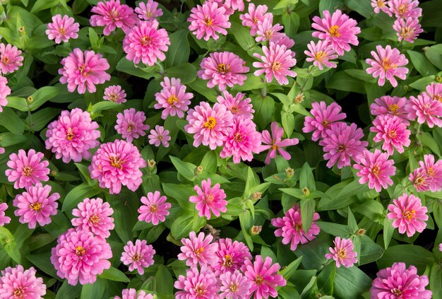 pink zinnia flowers top view