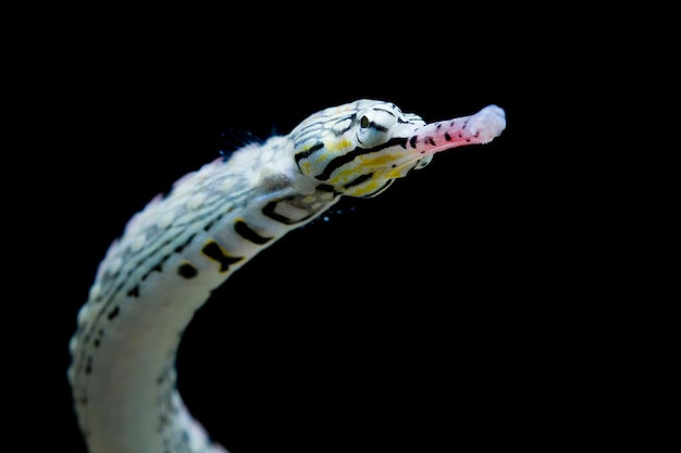 Pipefish closeup from side view head of pipefish with black background