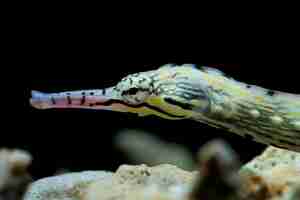 Free photo pipefish closeup from side view head of pipefish with black background