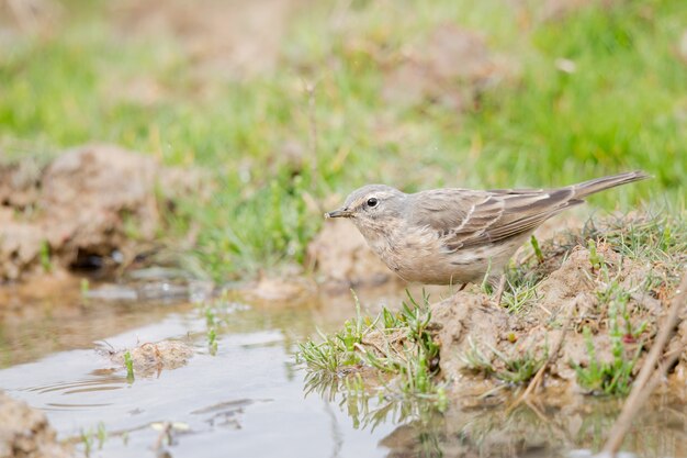 Pipit close to the water
