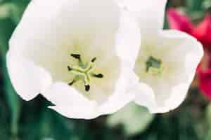 Foto gratuita pistillo e stame di un bellissimo fiore tulipano bianco