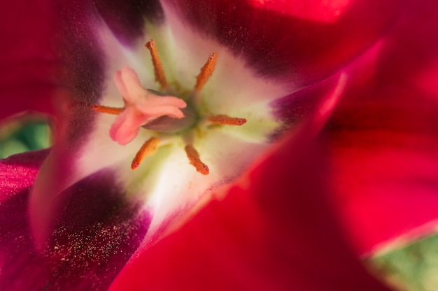 Pistil and stamen of a red tulip flower