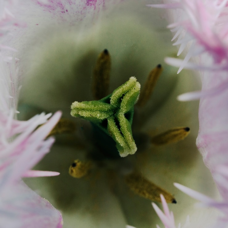 無料Photo チューリップの花のピストルとオオカミ