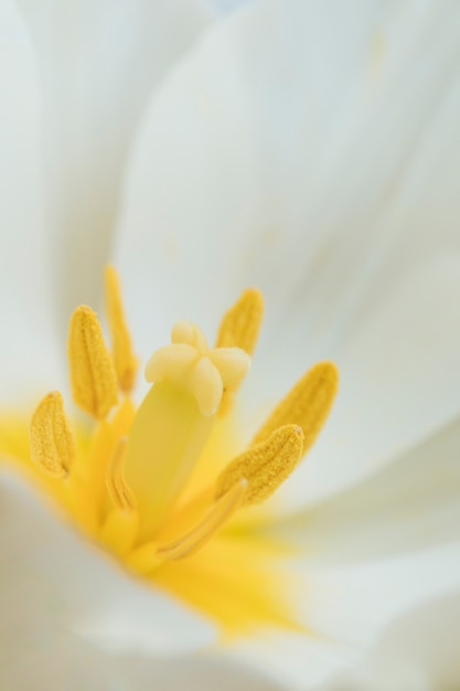 아름다운 이국적인 흰 꽃의 암술