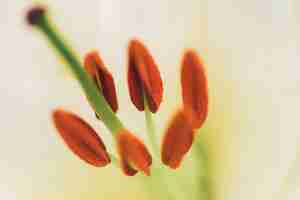 Free photo pistils of beautiful white fresh flower