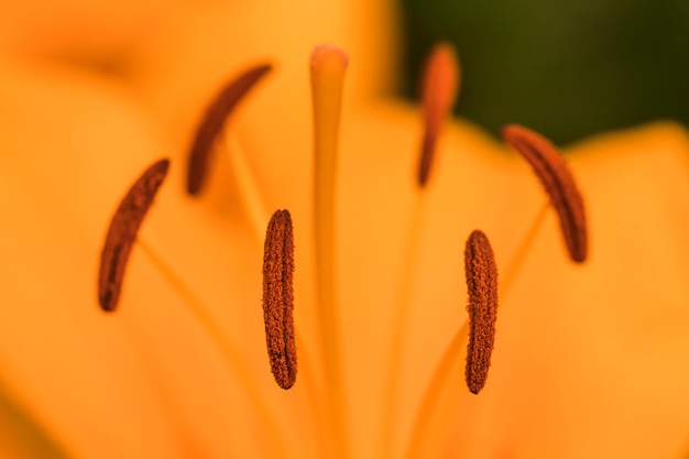 花の花粉を持つ雌しべ