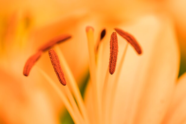 花の花粉を持つ雌しべ
