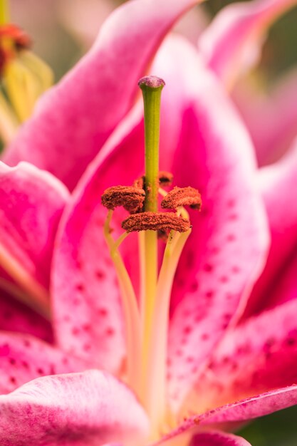 Pistils with pollen of pink bloom