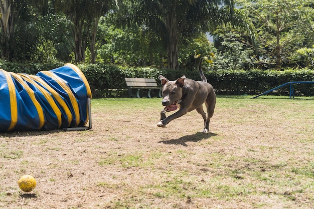 敏捷性を練習し、ドッグランで遊んでいる間、障害物をジャンプするピットブル犬 Premium写真