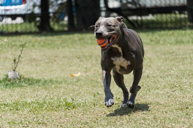 晴れた日に公園で遊ぶピットブル犬。セレクティブフォーカス。 Premium写真
