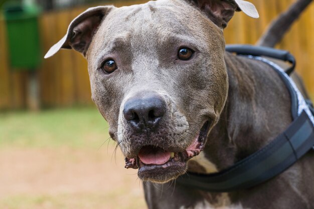 Premium Photo Pit Bull Dog In The Park With Green Grass Pit Bull Playing In The Dog Place Selective Focus