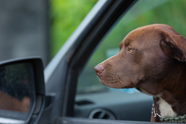 Pit bull terrier dog sitting in car and looking out of car's window