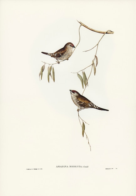 Elizabeth Gouldによって描かれた平野色のピンチ（Amadina modesta）