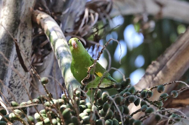 The plain parakeet (brotogeris tirica) is a species of parrot in the family psittacidae. it is endemic to brazil.