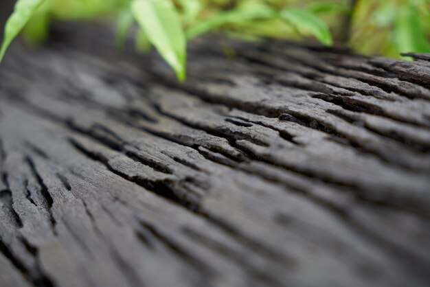 plank green plant macro life