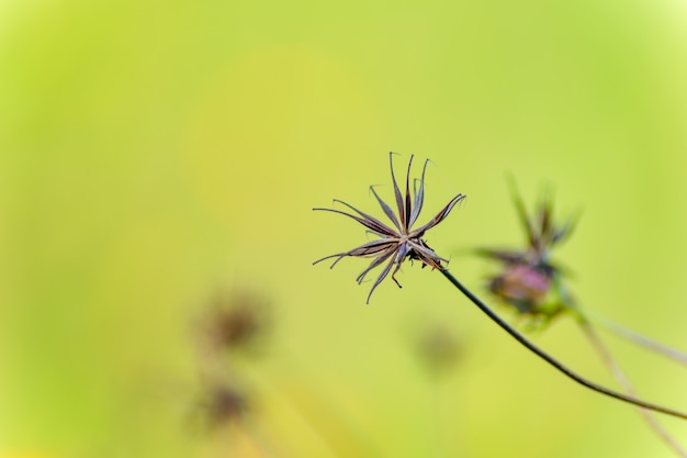 Free photo plant background green vibrant grass