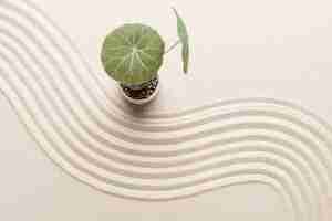 Free photo plant on the beach sand background in health and wellbeing concept