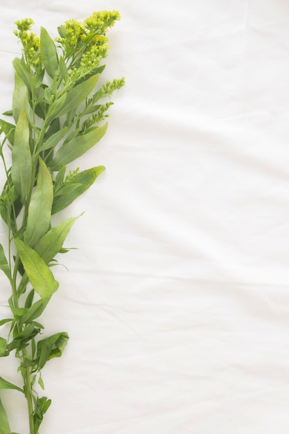 Plant branch with yellow flowers