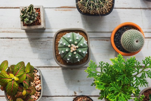 Foto gratuita concetto della natura della pianta da appartamento del cactus della pianta